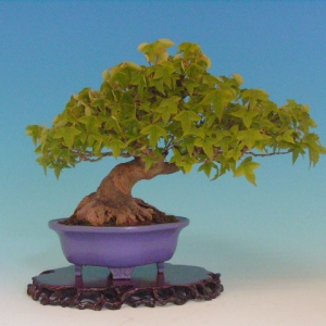 Bonsai 11: trident maple