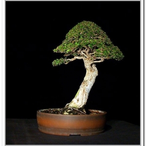 Chinese Elm