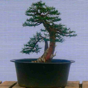 Taxus Bacatta - Yew