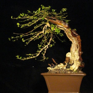 Media 'DSC07155' in category 'Bonsai (work-in-progress)'