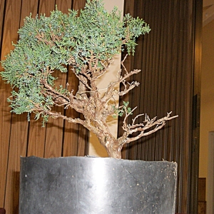 Unknown Juniper