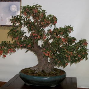 Midori Bonsai Show In San Jose