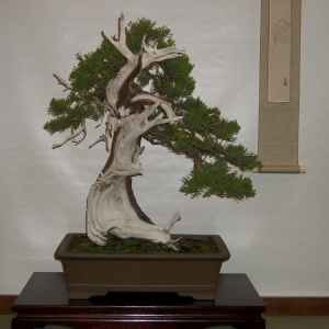 Midori Bonsai Show In San Jose