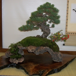 Midori Bonsai Show In San Jose