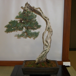 Midori Bonsai Show In San Jose