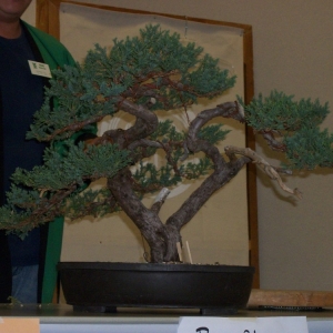 Midori Bonsai Show In San Jose