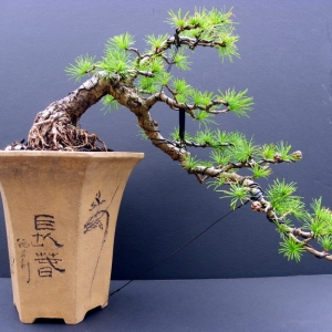 Jap. Larch - shohin