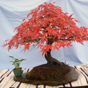 Acer Palmatum em 2010