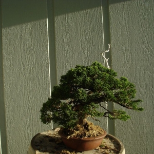 Media 'DSC07982' in category 'Bonsai (work-in-progress)'