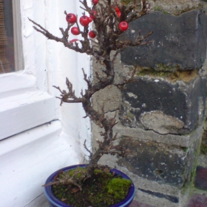 Cotoneaster Horizontalis