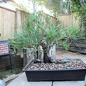 First ever Black pine