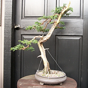 Needle Juniper back side