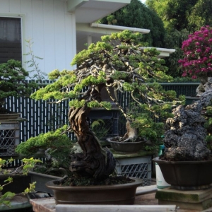 Media 'DSC00137' in category 'Bonsai (work-in-progress)'