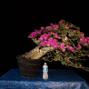 semi cascade bougainvillea