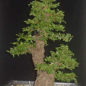 Cork Bark Elm