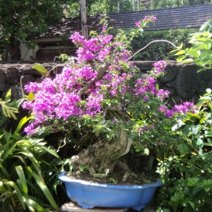 better bougainvillea