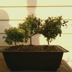 Buxus microphylla 'Compacta' KINGSVILLE