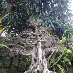 defoliated ficus