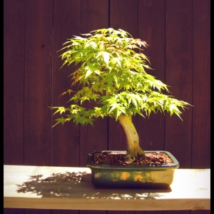 Japanese Maple