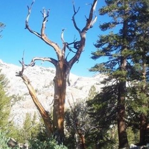 Trees in nature, Sierra Nevada Mountains