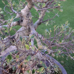 collected ficus,  10 years later.   upper branches