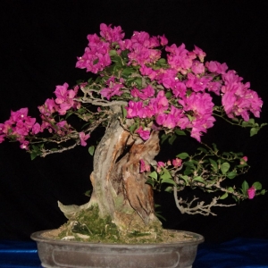 hot pink bougainvillea (cont)