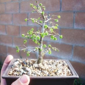 Chinese elm