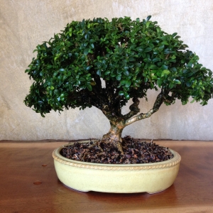 Kingsville_boxwood_single