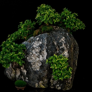 Kingsville_boxwood_rock_planting