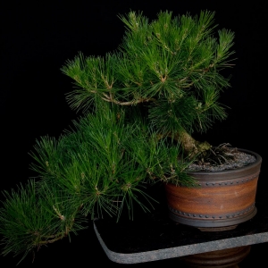 Black_Pine_1