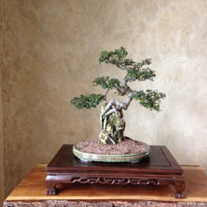 Chinese Elm