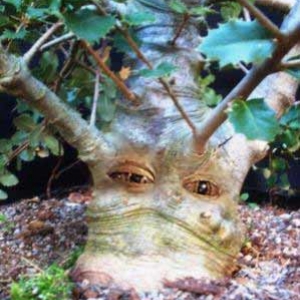 Oak with eyes