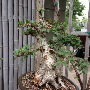 Korean hornbeam