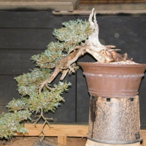 Juniperus squamata cascade