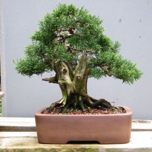 shimpaku juniper