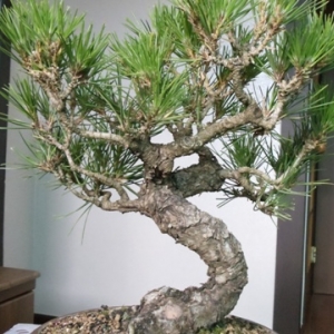 Korean 2 needle pine