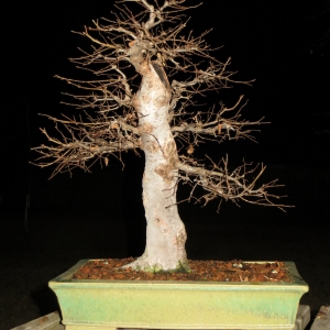 Zelkova