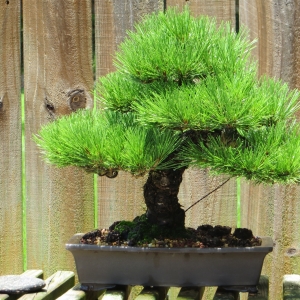 Media 'Japanese Black Pine' in category 'Bonsai Nut Member Galleries'