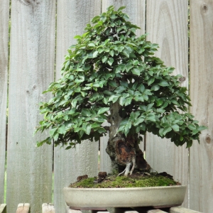 Korean hornbeam Yamadori