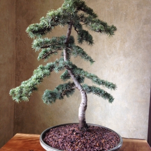 Golden Atlas Cedar