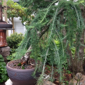 Weeping Tamarack