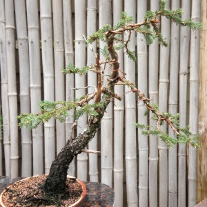 Small Spruce