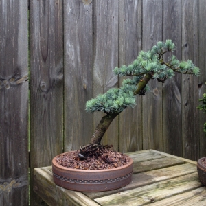 Blue Atlas Cedar