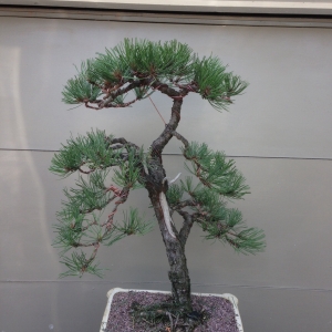 Porcu(pine)