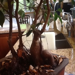 Ficus Triplets