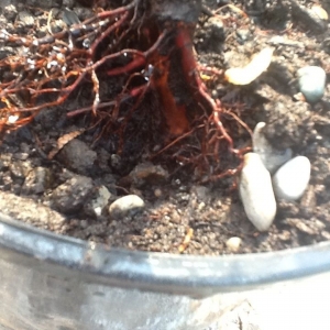 Peach Tree Borer