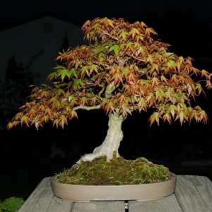 Japanese Maple