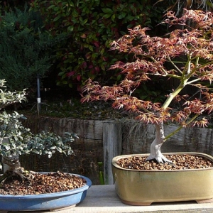 Olive and Japanese Maple