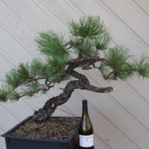 ponderosa pine