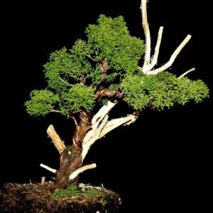 Shimpaku Juniper